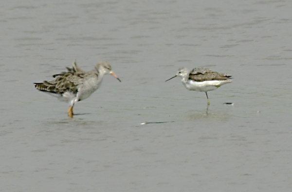Marsh Sandpiper