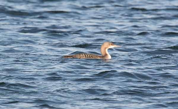 Pacific Diver