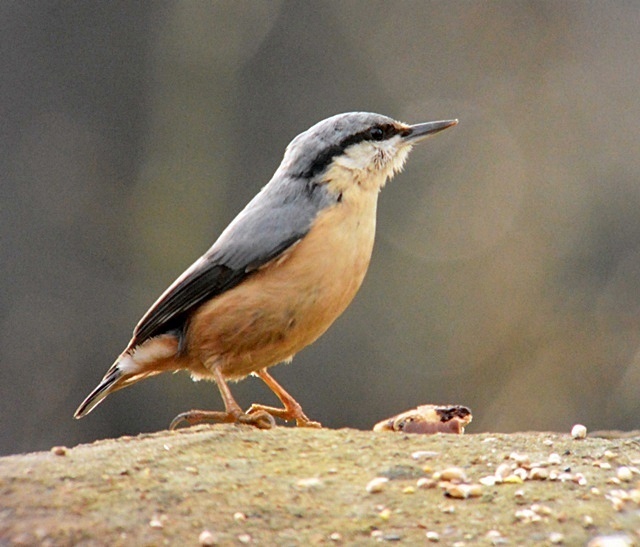 Nuthatch