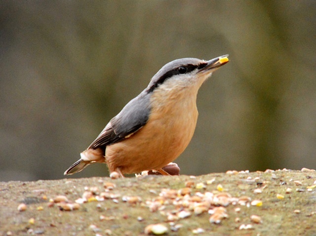 Nuthatch