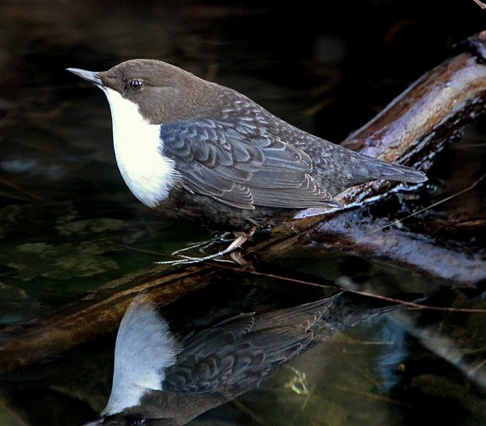 Black-bellied Dipper