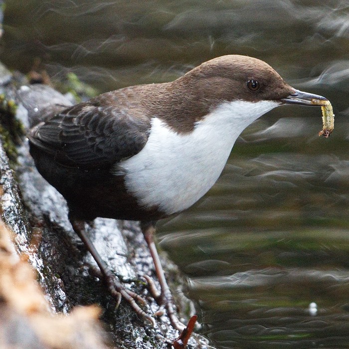 Black-bellied Dipper
