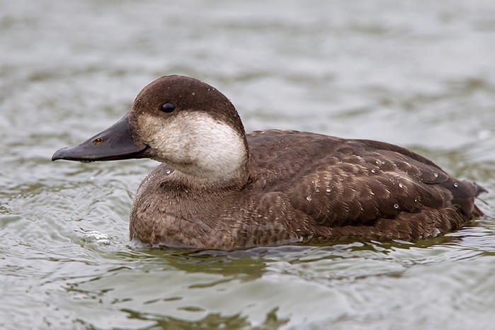 Common Scoter
