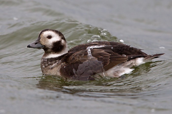 Long-tailed Duck