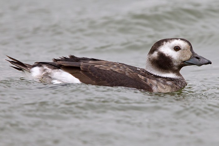Long-tailed Duck