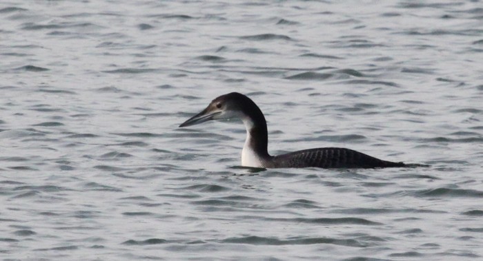 Great Northern Diver