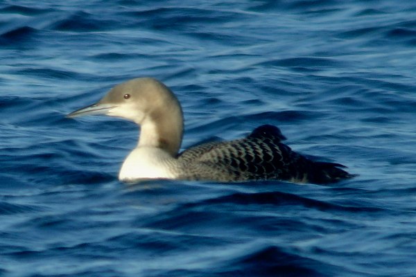 Pacific Diver