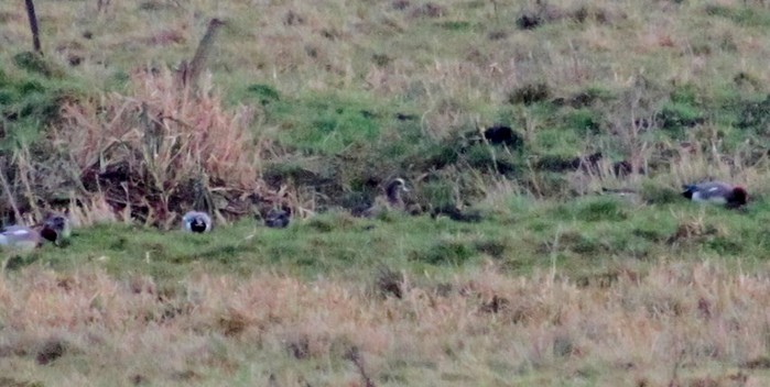American Wigeon