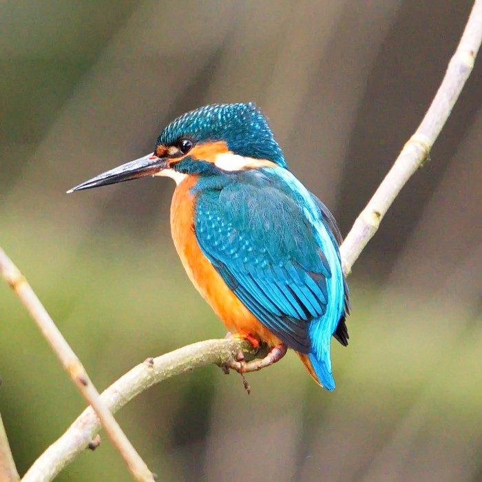 Kingfisher