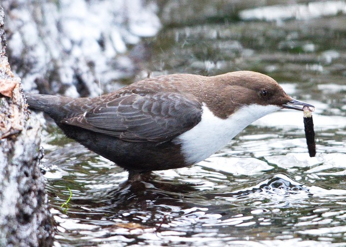 Black-bellied Dipper
