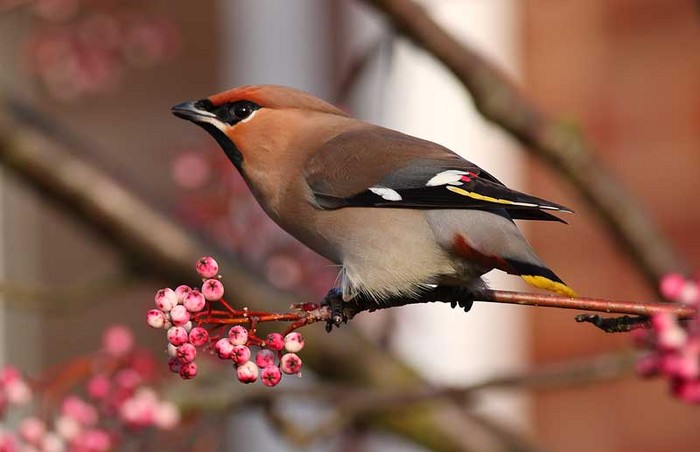Waxwing