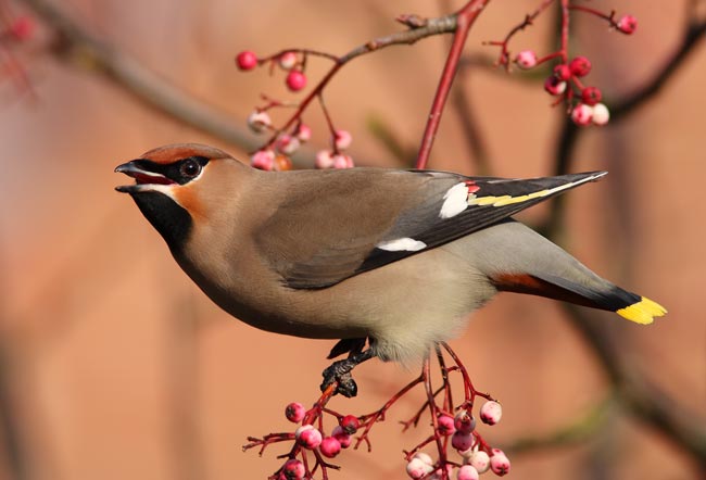Waxwing