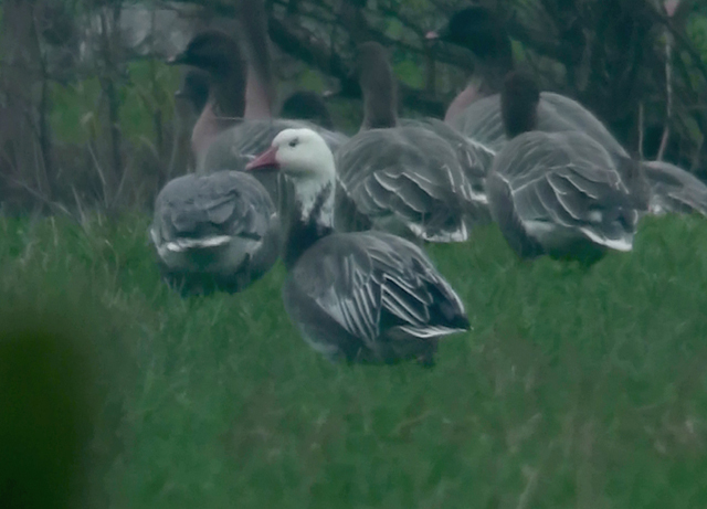 Lesser Snow Goose