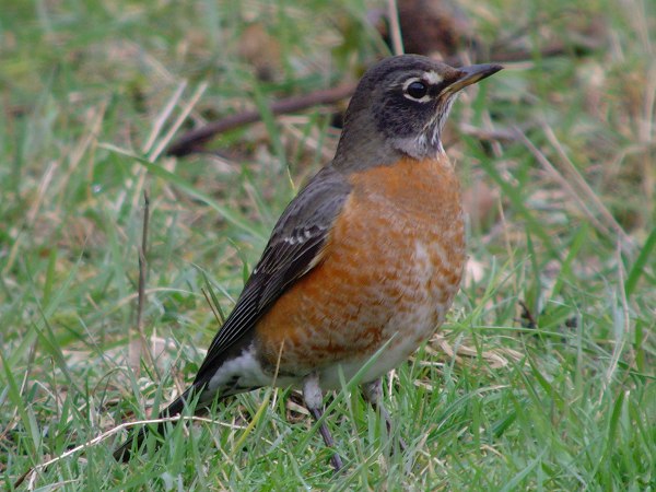 American Robin