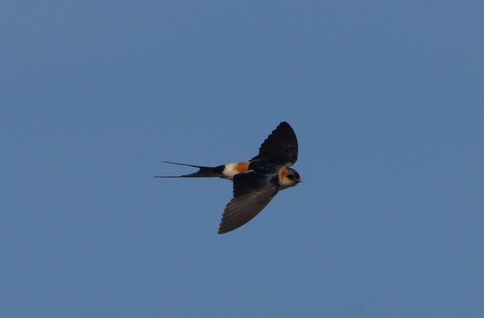 Red-rumped Swallow