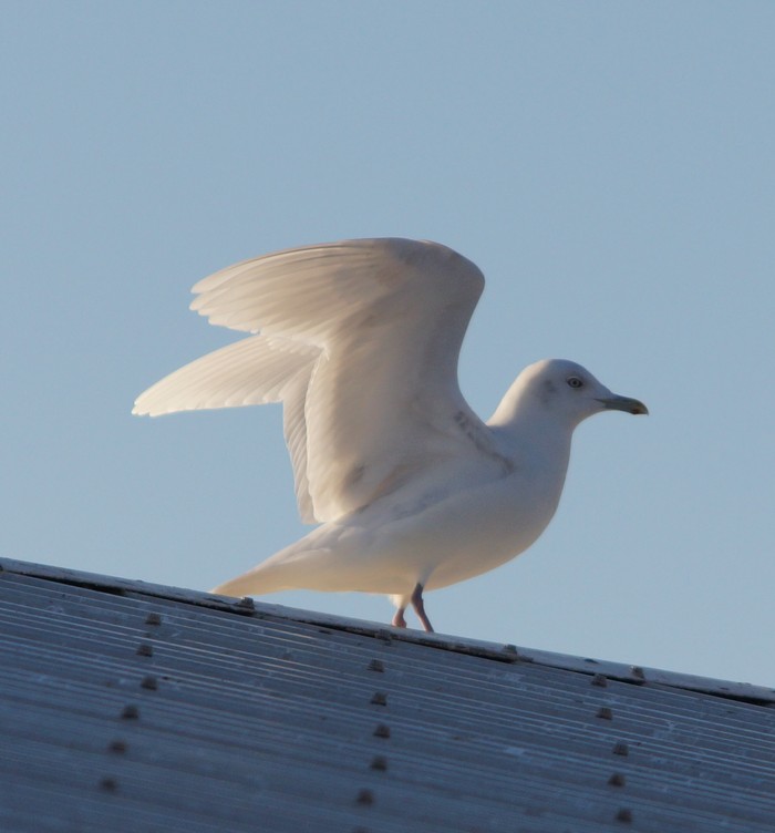 Iceland Gull