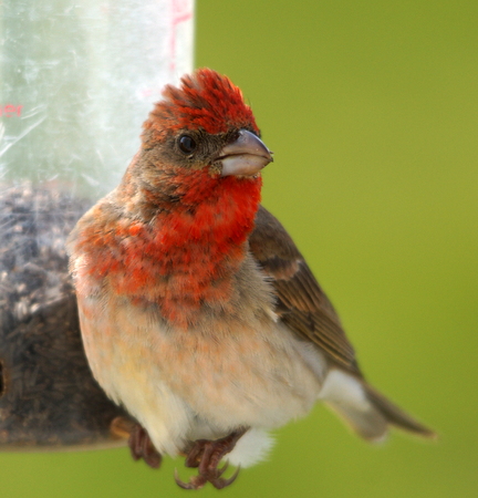 Common Rosefinch