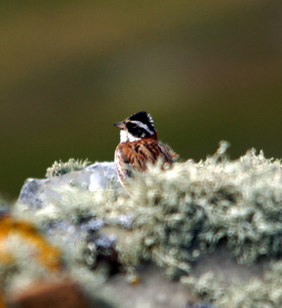 Rustic Bunting