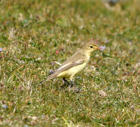 Icterine Warbler