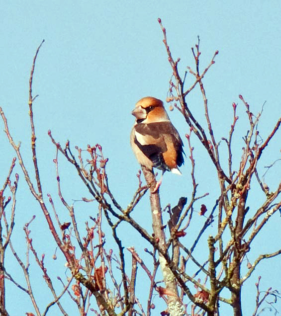 Hawfinch