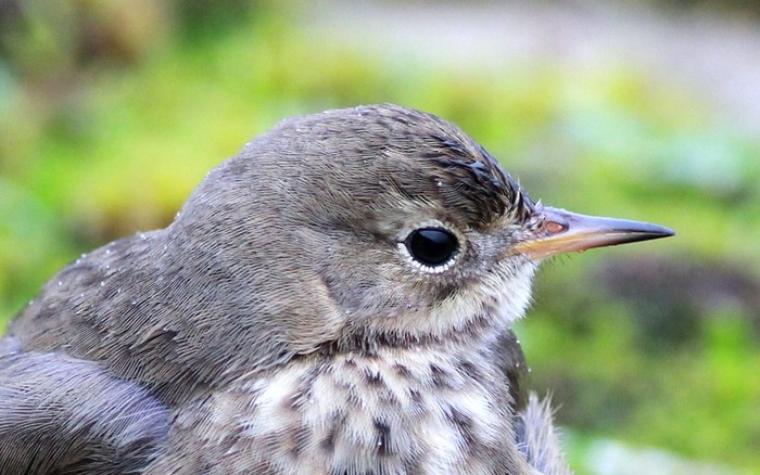 American Buff-bellied Pipit
