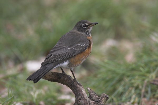 American Robin