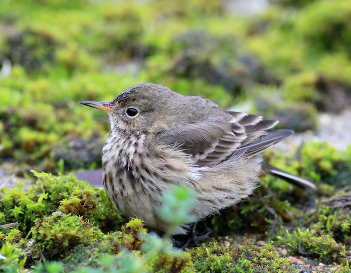 American Buff-bellied Pipit