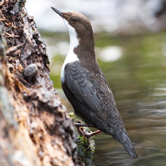 Black-bellied Dipper