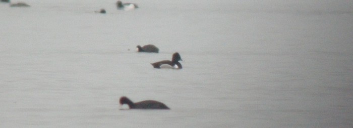 Ring-necked Duck