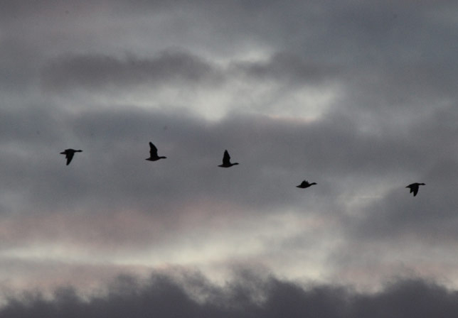 Tundra Bean Goose