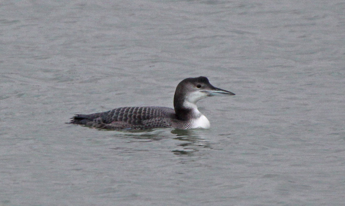 Great Northern Diver