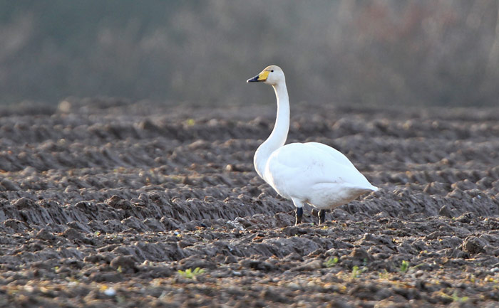 Whooper Swan