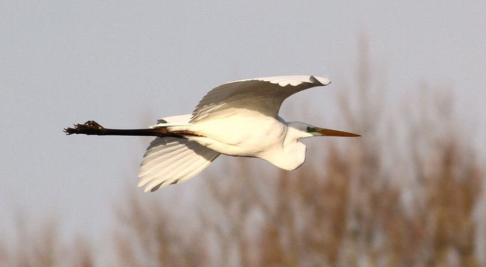 Great White Egret