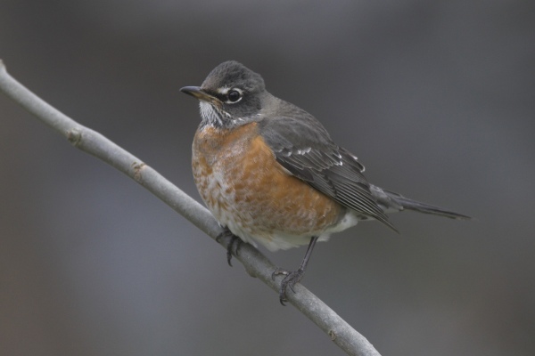 American Robin