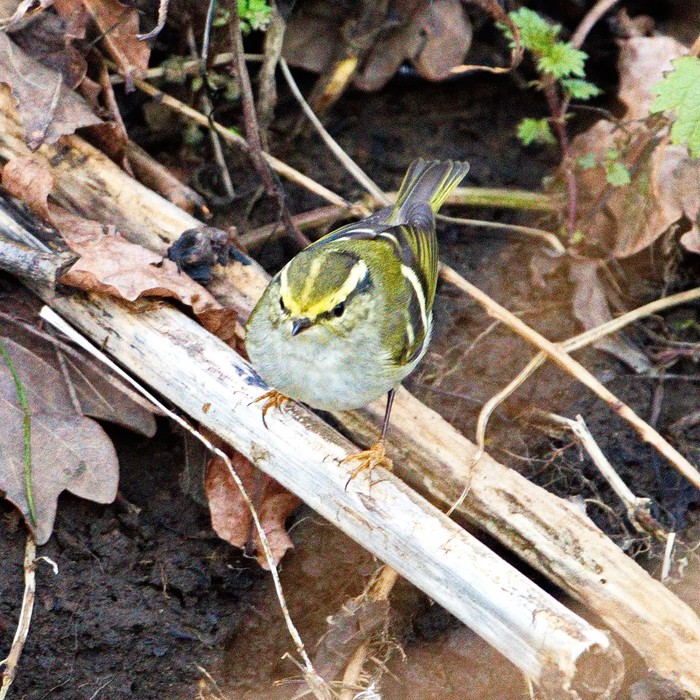 Pallas's Warbler