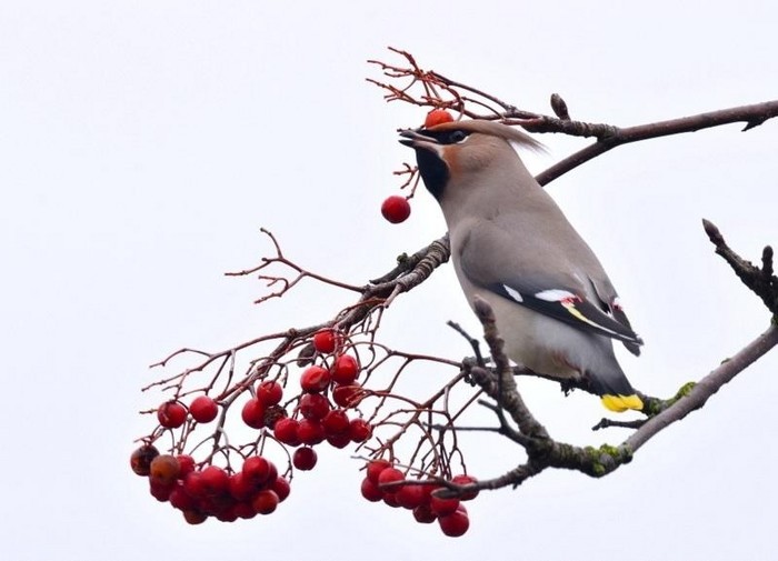 Waxwing