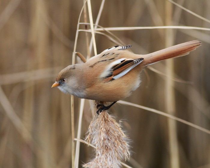 Bearded Tit