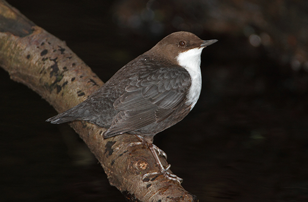 Black-bellied Dipper