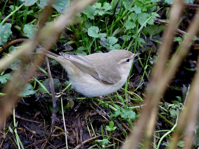 Siberian Chiffchaff