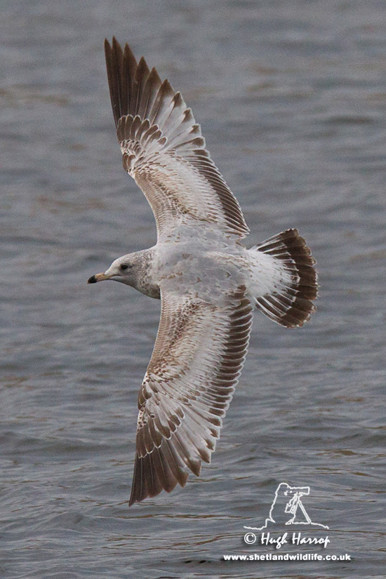 Ring-billed Gull