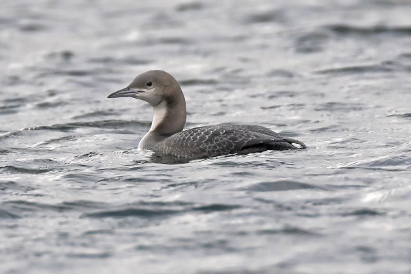 Pacific Diver
