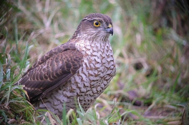 Sparrowhawk