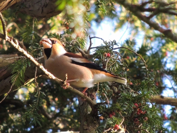 Hawfinch