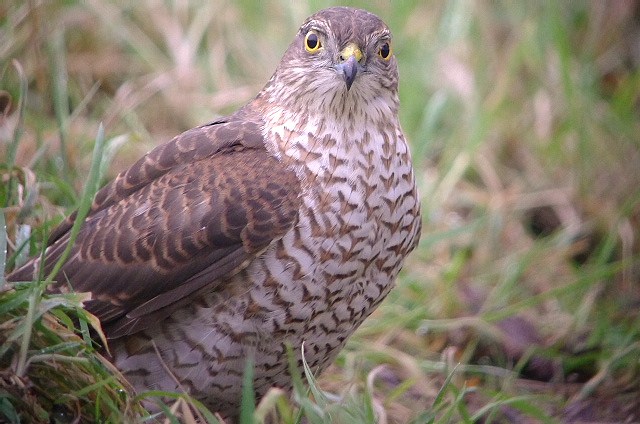 Sparrowhawk