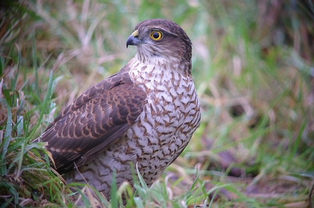 Sparrowhawk