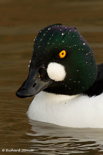 Goldeneye