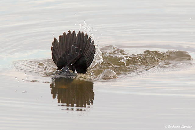 Goldeneye