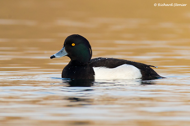 Tufted Duck