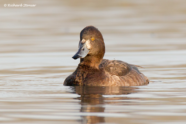 Tufted Duck