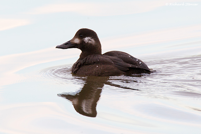 Velvet Scoter